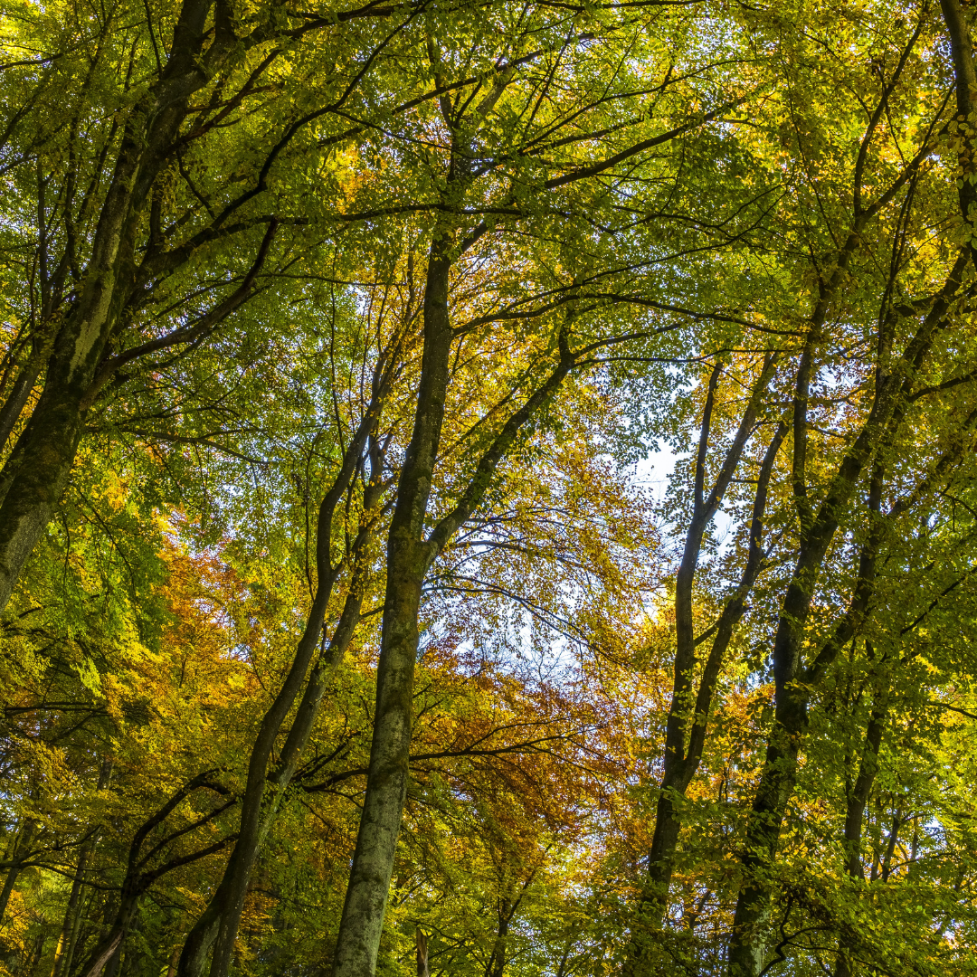 Lot's of beautiful trees with an array of leaves in different shades